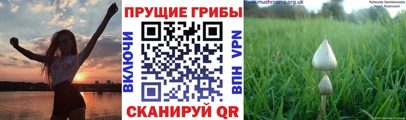 Галлюциногенные грибы Cubensis  Купить закладки  Лабинск 